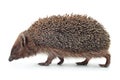 Hedgehog aniamal on white Royalty Free Stock Photo