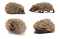 Hedgehog. Animal collection isolated on white background.