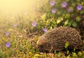 Hedgehog with apple on the backs in green meadow at sunny day. Nature spring background. Space for text Royalty Free Stock Photo