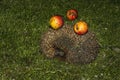 Hedgehog with apples on their needles walks green grass Royalty Free Stock Photo