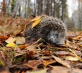 Hedgehog in the autumn Royalty Free Stock Photo
