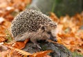 Hedgehog in autumn Royalty Free Stock Photo