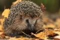 Hedgehog in the autumn