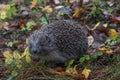 Hedgehog in the autumn forest. A little hedgehog walking through autumn leaves looking straight at the camera