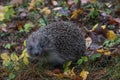 Hedgehog in the autumn forest. A little hedgehog walking through autumn leaves looking straight at the camera