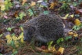 Hedgehog in the autumn forest. A little hedgehog walking through autumn leaves looking straight at the camera