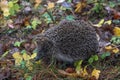 Hedgehog in the autumn forest. A little hedgehog walking through autumn leaves looking straight at the camera