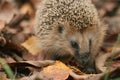 Hedgehog autumn Royalty Free Stock Photo