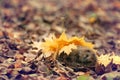 hedgehog autumn Royalty Free Stock Photo