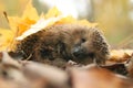 Hedgehog autumn leaves Royalty Free Stock Photo