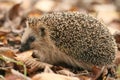 Hedgehog autumn leaves Royalty Free Stock Photo