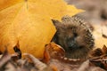 Hedgehog autumn leaves Royalty Free Stock Photo