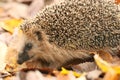 Hedgehog autumn leaves