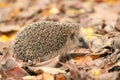 Hedgehog autumn leaves Royalty Free Stock Photo