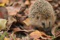 Hedgehog autumn leaves Royalty Free Stock Photo