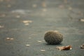 Hedgehog autumn leaves