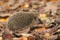 Hedgehog autumn leaves