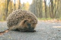 Hedgehog autumn leaves