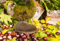 Hedgehog and autumn still life of chestnuts and leaves under the