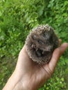 Hedgehog baby