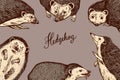 Hedgehog background. Spiny forest animal poster or banner. Vector Engraved hand drawn Vintage sketch for label or poster