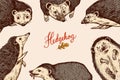 Hedgehog background. Spiny forest animal poster or banner. Vector Engraved hand drawn Vintage sketch for label or poster