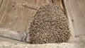 Hedgehog ball roll. hedgehog near the door in the garden. European hedgehog. hedgehog is looking forward. animals, animal, wild n