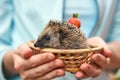 Hedgehog in a basket. Human hands are holding a wild animal. Caring for nature. Royalty Free Stock Photo