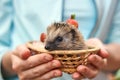 Hedgehog in a basket. Human hands are holding a wild animal. Caring for nature. Royalty Free Stock Photo