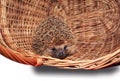 hedgehog basket