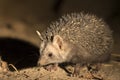 Hedgehog in a beautiful  wildlife l in Pakistan Royalty Free Stock Photo