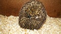 Hedgehog Behavior: Curling Up Into A Ball. Royalty Free Stock Photo