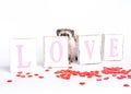 Hedgehog behind LOVE sign