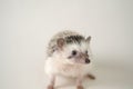 hedgehog on a beige background.Domestic white-bellied hedgehog.prickly pet.Gray hedgehog with white spots.