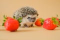 Hedgehog and berries.food for hedgehogs. Cute hedgehog and red strawberries on a beige background.Baby hedgehog
