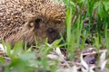 Hedgehog bitten by ixodic tick