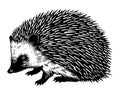 Hedgehog black silhouette linocut illustration. Woodland animal. Black outline art. Royalty Free Stock Photo