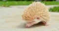 HEDGEHOG Royalty Free Stock Photo