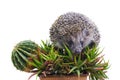 Hedgehog on the cactus and aloe Royalty Free Stock Photo