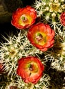 Hedgehog Cactus In Bloom