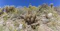 Hedgehog Cactus blooming in Anza-Borrego Desert State Park, Cali