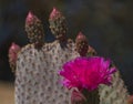 Hedgehog Cactus Blossoms Royalty Free Stock Photo