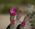 Hedgehog Cactus Blossoms Royalty Free Stock Photo
