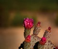 Hedgehog Cactus Blossoms Royalty Free Stock Photo