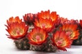 Hedgehog Cactus Echinocereus Spp On White Background. Generative AI Royalty Free Stock Photo