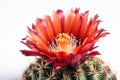 Hedgehog Cactus Echinocereus Spp On White Background. Generative AI