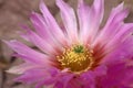 `Hedgehog Cactus` flower - Echinocereus Reichenbachii var. Reichenbachii