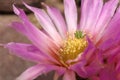 `Hedgehog Cactus` flower - Echinocereus Reichenbachii var. Reichenbachii