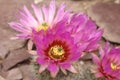 `Hedgehog Cactus` flower - Echinocereus Reichenbachii var. Reichenbachii