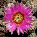 Hedgehog cactus flower